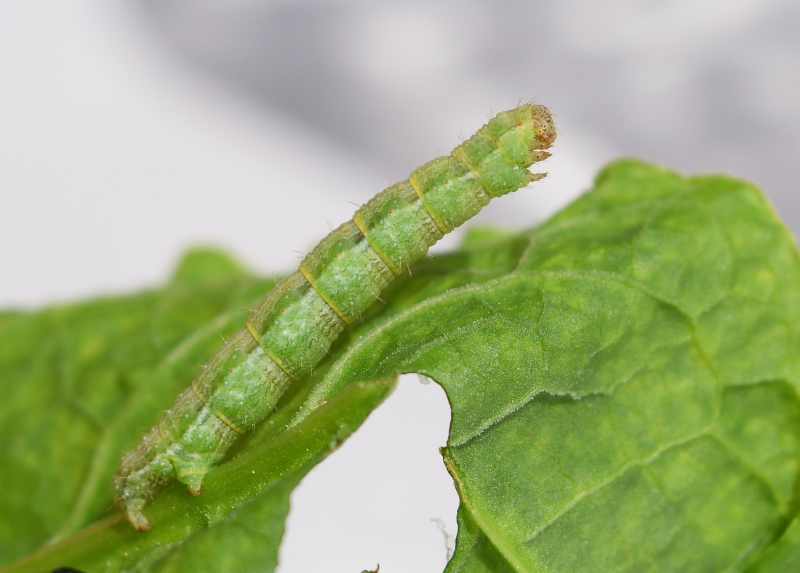 Camptogramma bilineata, Geometridae